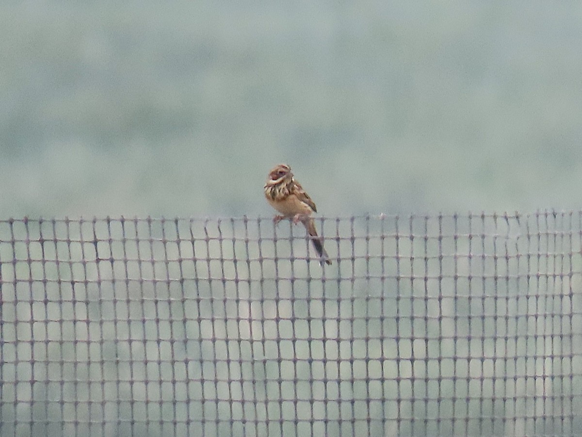 Chestnut-eared Bunting - ML646178344