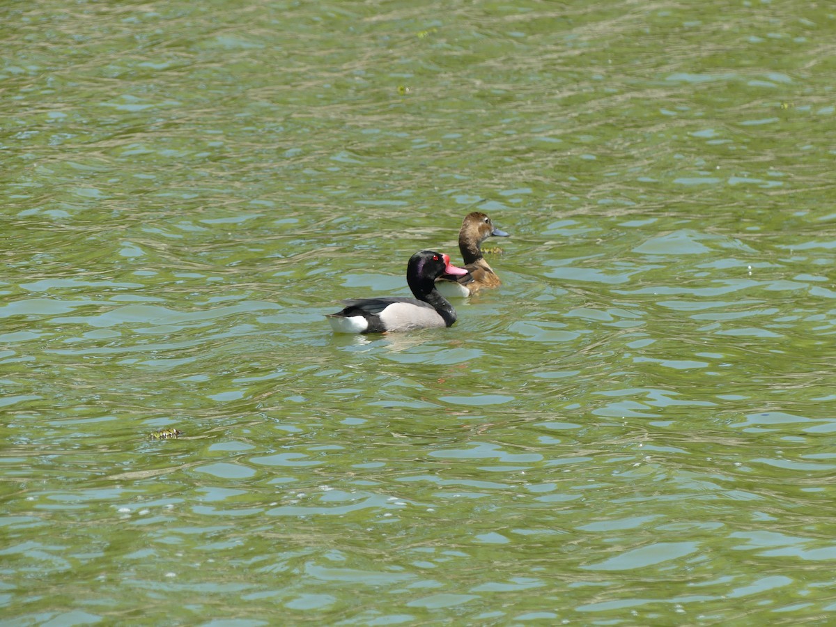 Rosy-billed Pochard - ML646178350