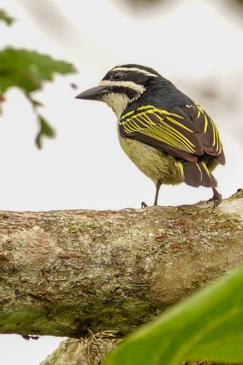 Barbudito Culigualdo (Culigualdo) - ML646178351