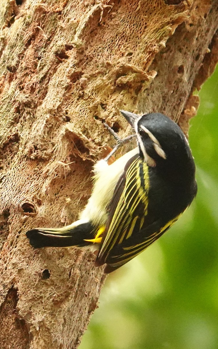 Barbudito Culigualdo (Culigualdo) - ML646178352