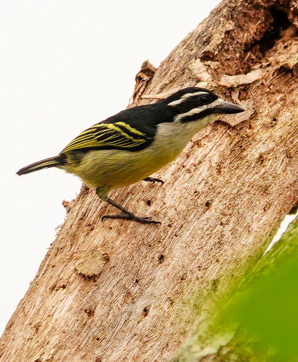 Barbudito Culigualdo (Culigualdo) - ML646178353