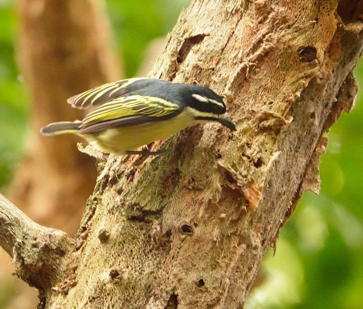 Barbudito Culigualdo (Culigualdo) - ML646178355
