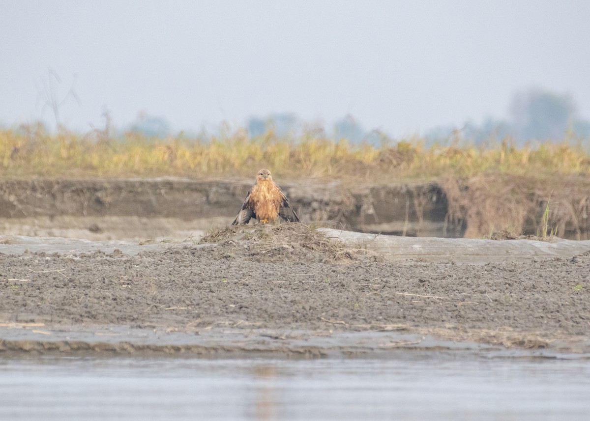 ørnvåk - ML646178362