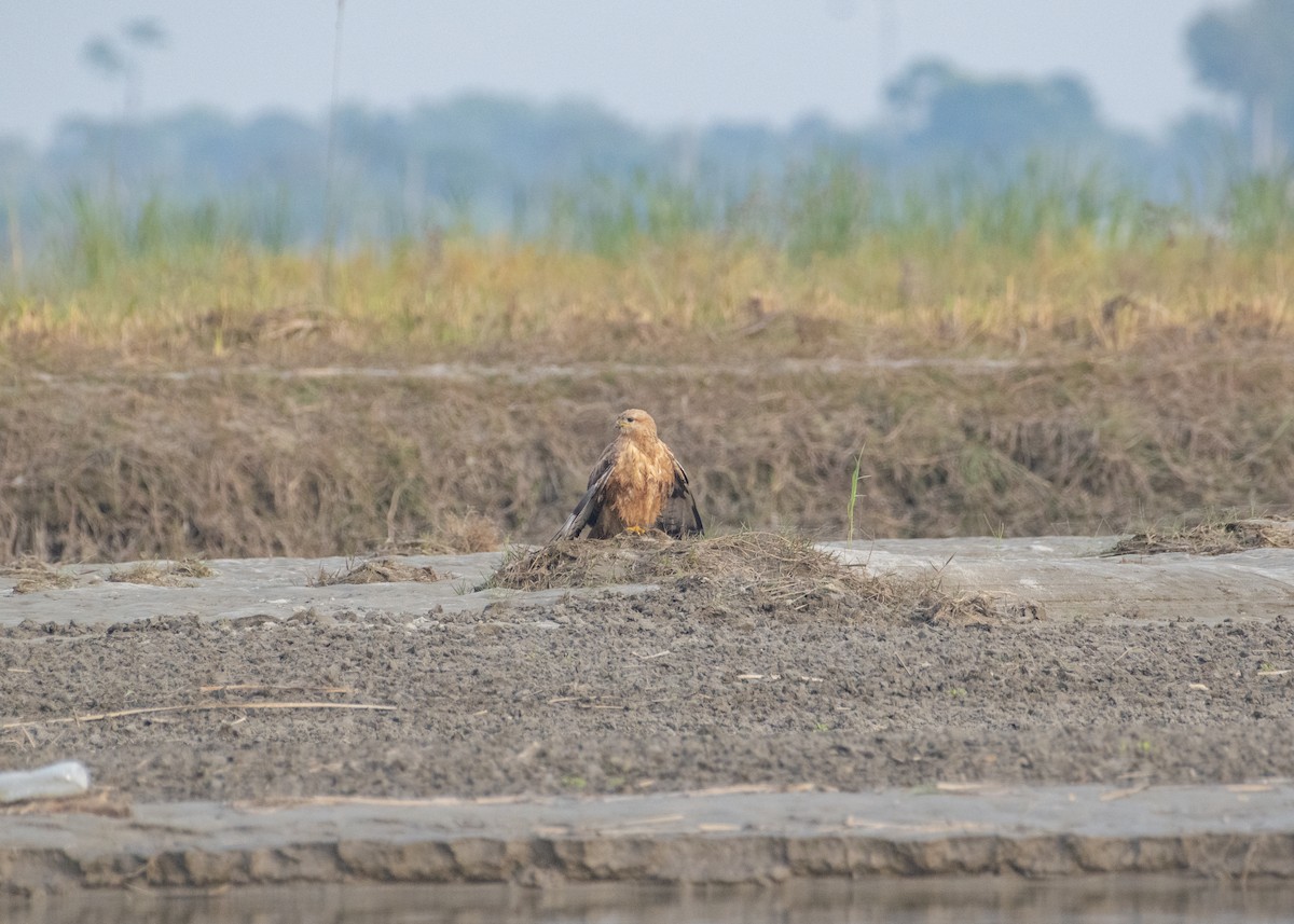 ørnvåk - ML646178363