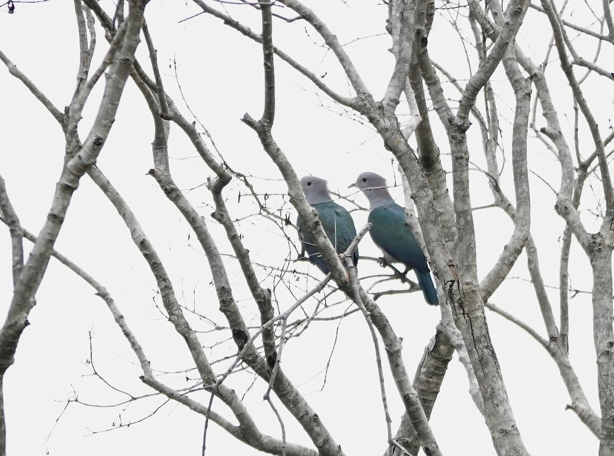 bronsekeiserdue - ML646178368