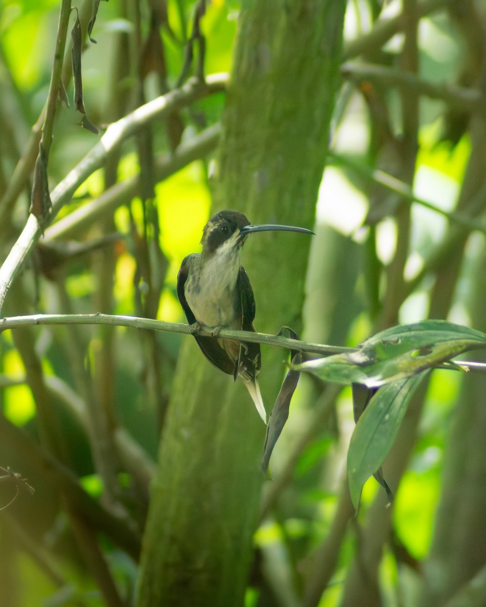 Pale-bellied Hermit - ML646178369