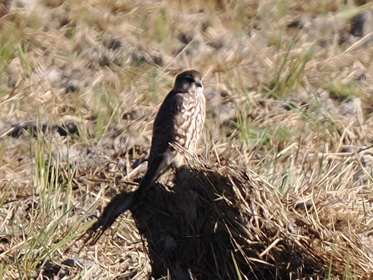 dvergfalk - ML646178370