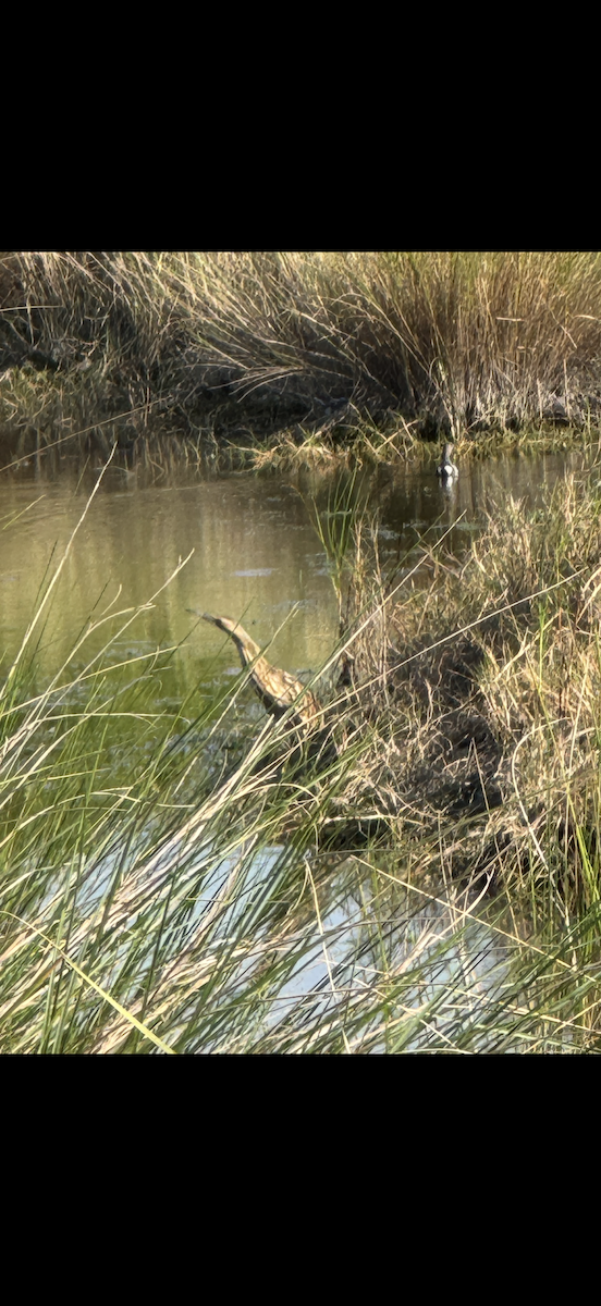 American Bittern - ML646178375