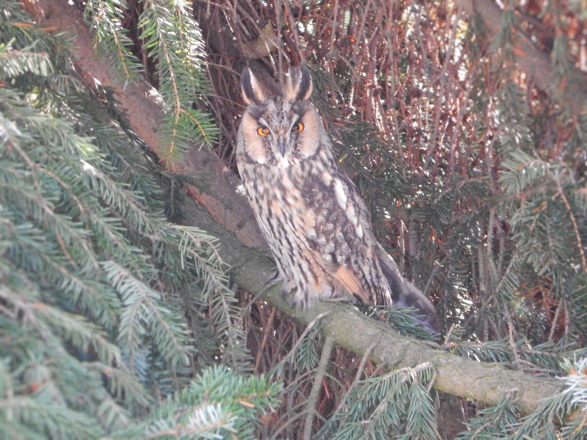 Long-eared Owl - ML646178376