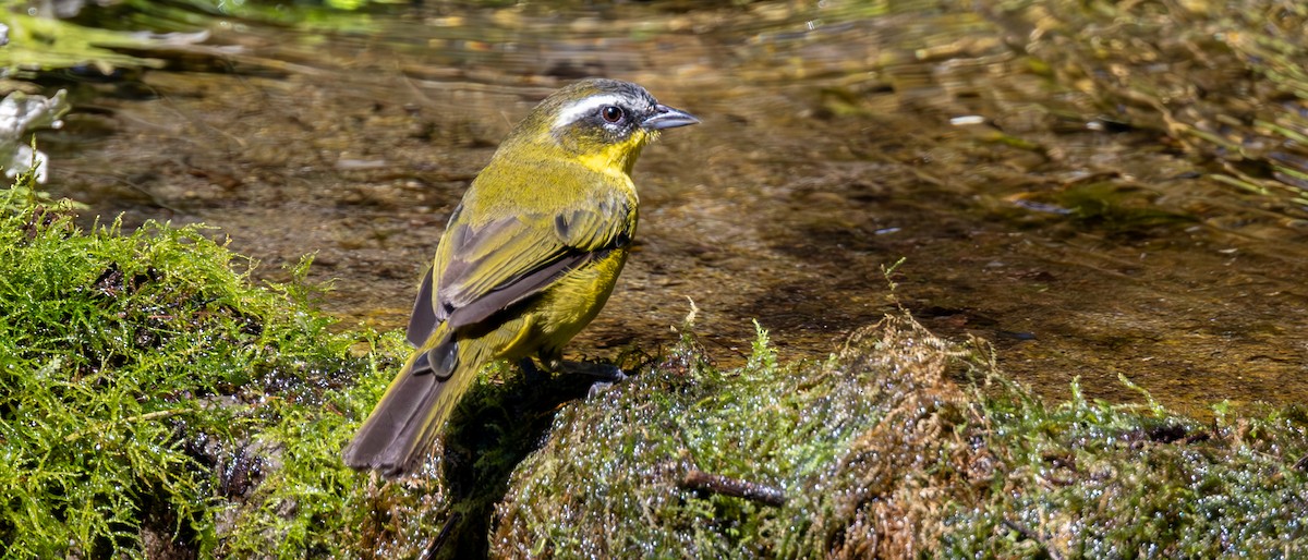 Superciliaried Hemispingus - ML646178383