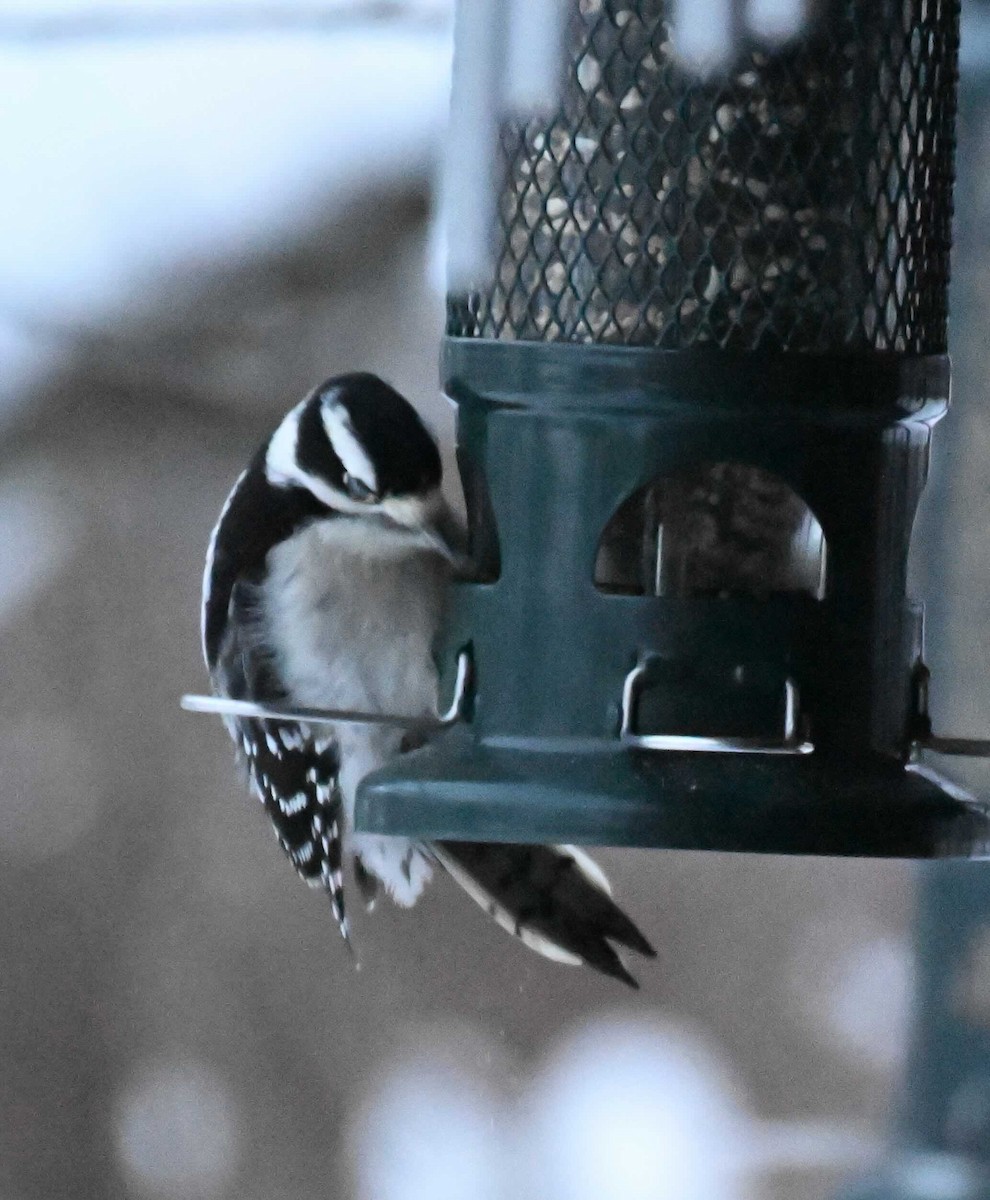 Downy Woodpecker - ML646178387