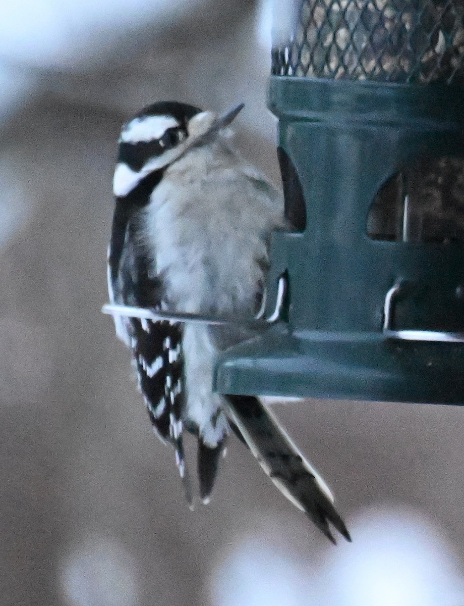Downy Woodpecker - ML646178388