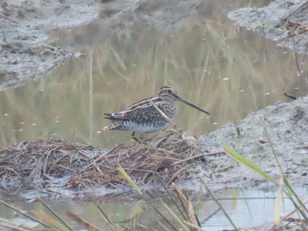 חרטומית ביצות - ML646178398