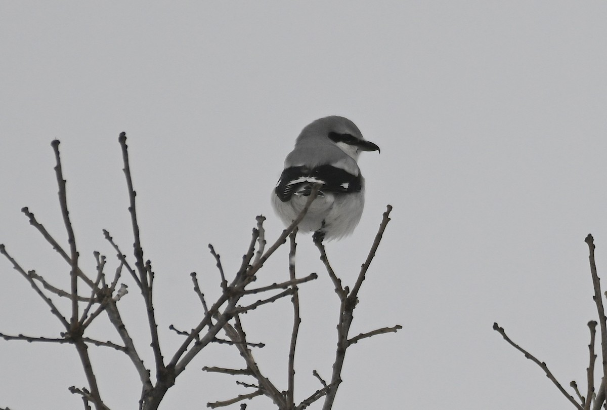 Northern Shrike - ML646178403