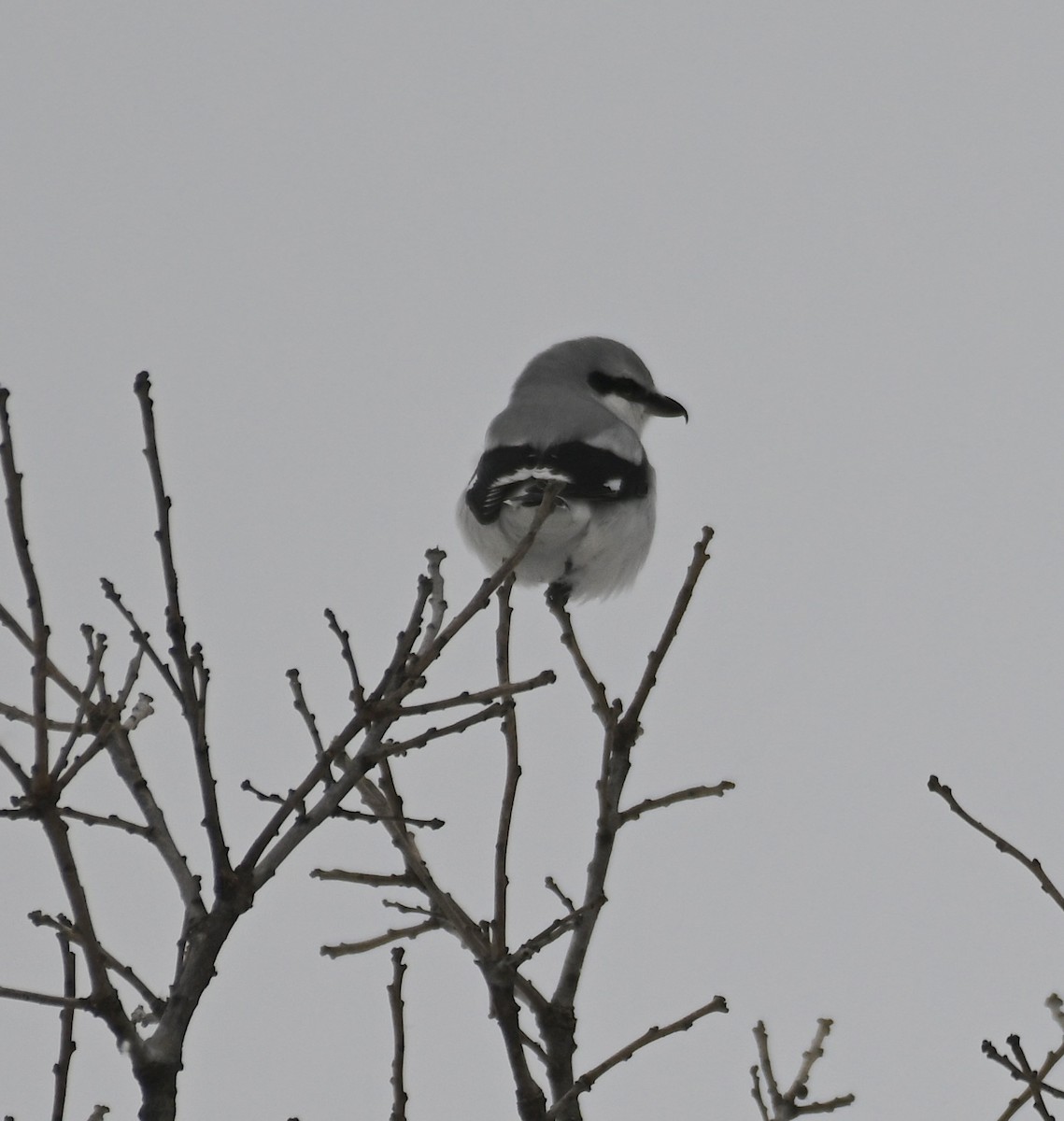 Northern Shrike - ML646178404