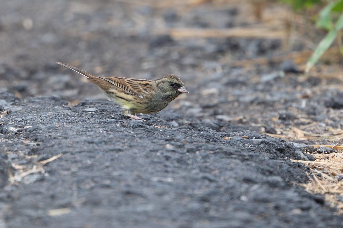 Black-faced Bunting - ML646178406