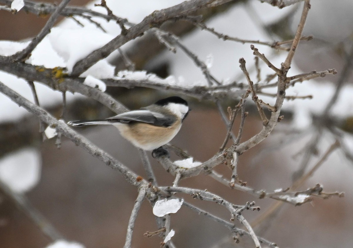Black-capped Chickadee - ML646178410