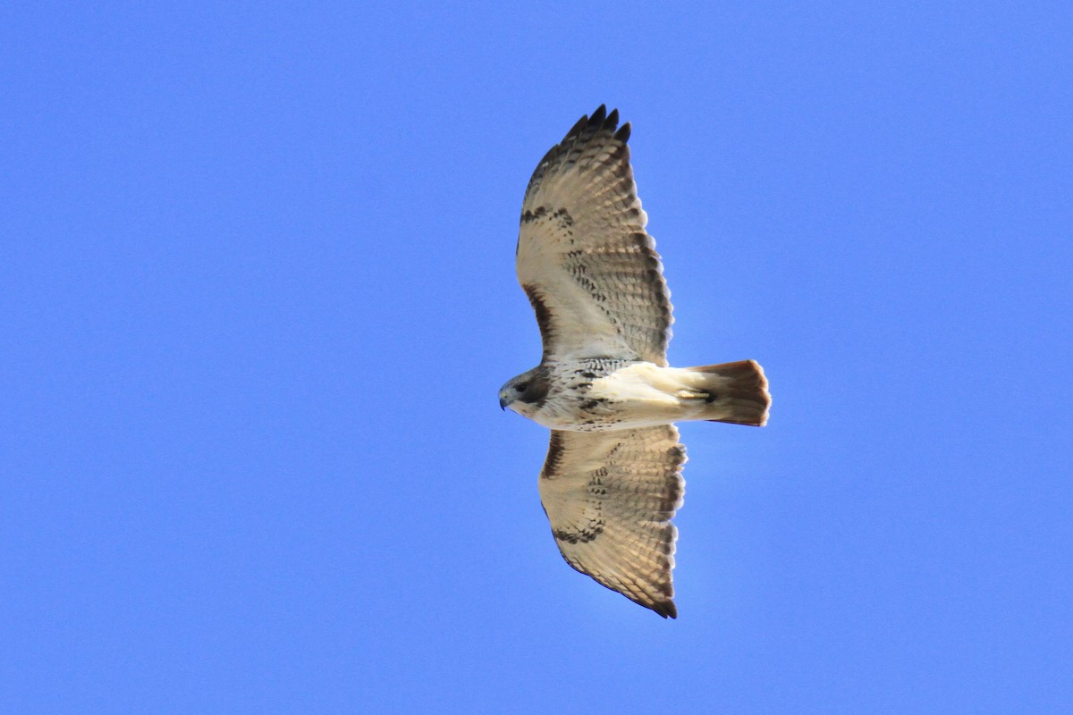 Red-tailed Hawk (borealis) - ML646178414