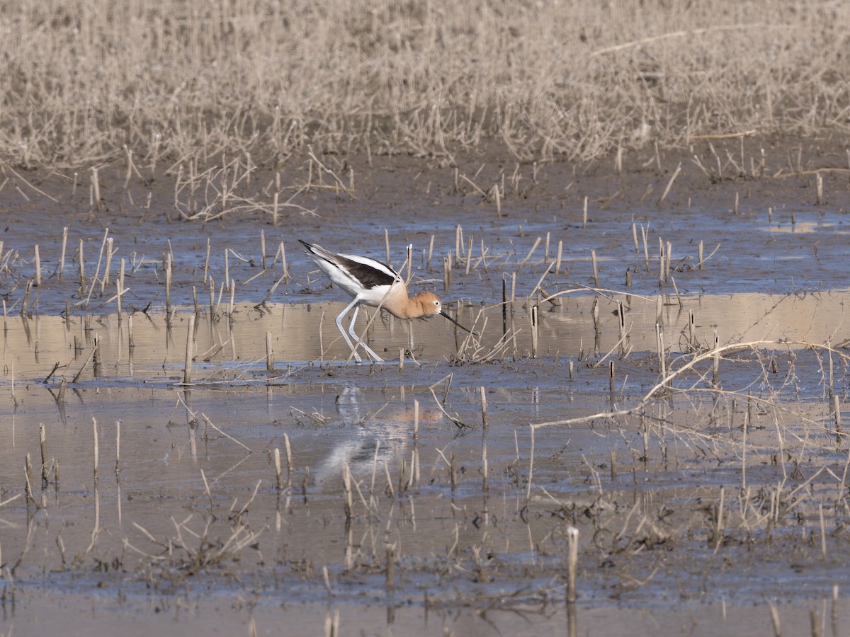 American Avocet - ML646178415