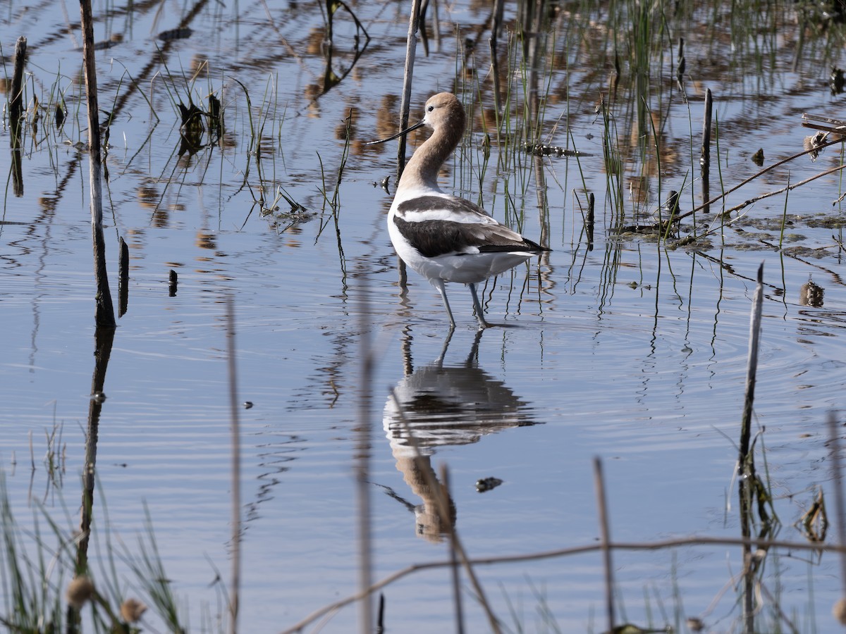 American Avocet - ML646178416