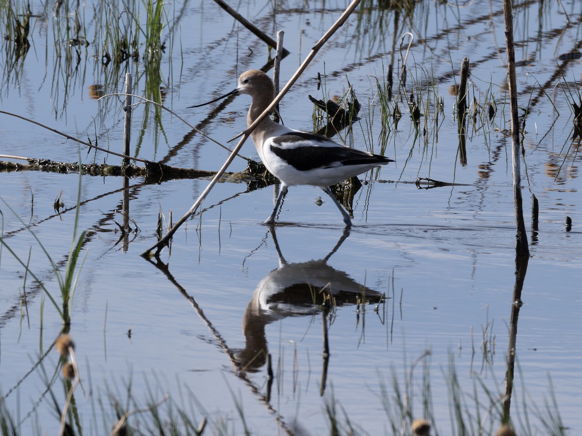 American Avocet - ML646178417