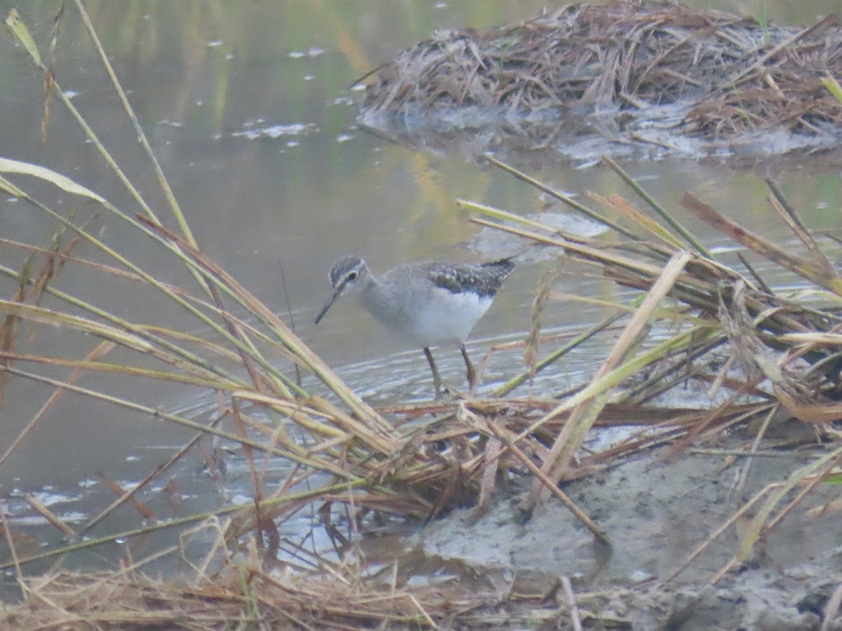 Wood Sandpiper - ML646178429