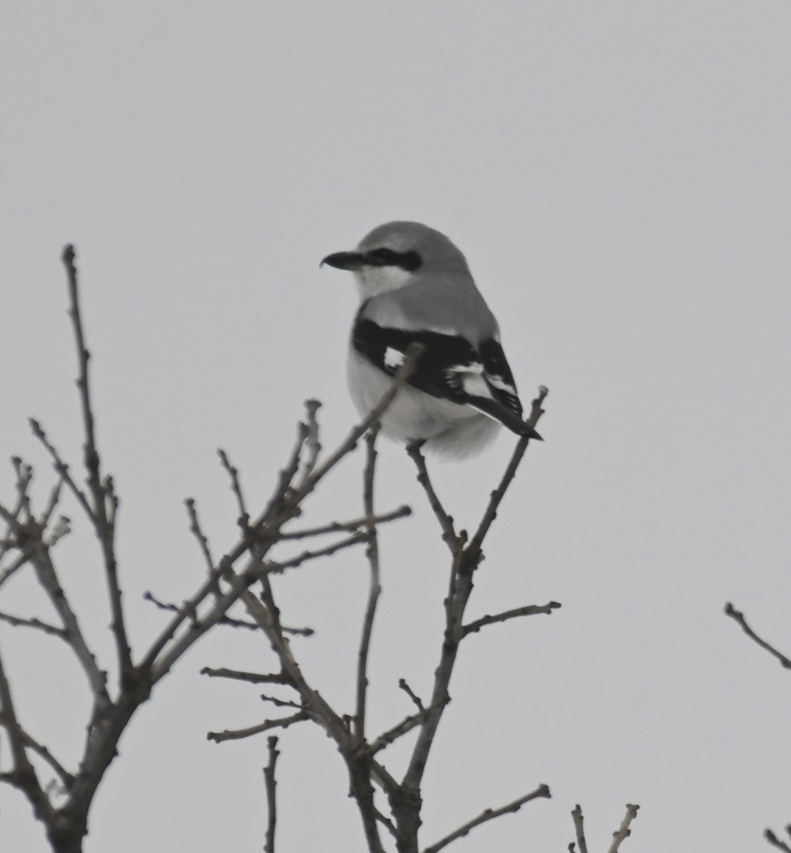Northern Shrike - ML646178434