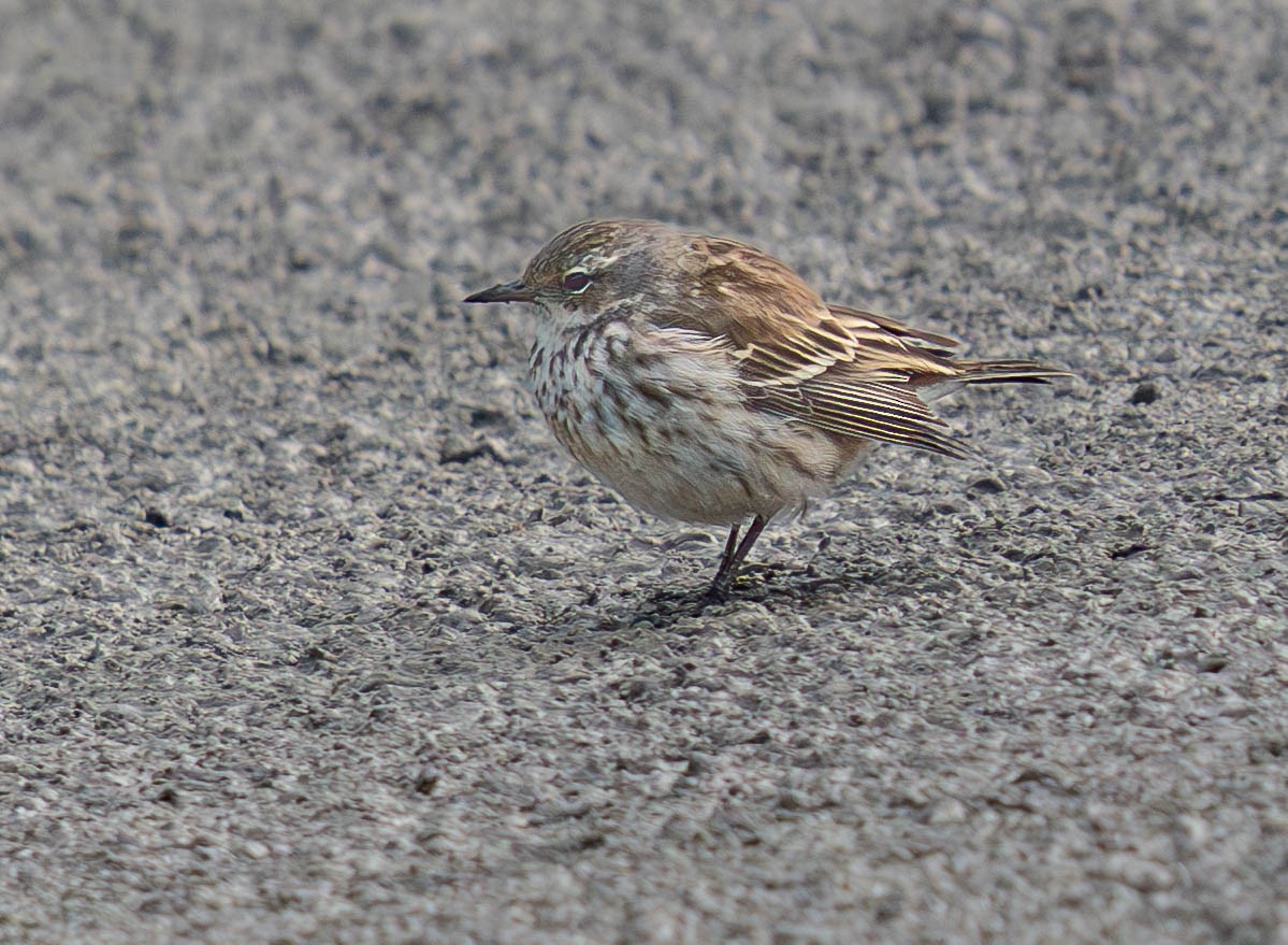 Water Pipit - ML646178438