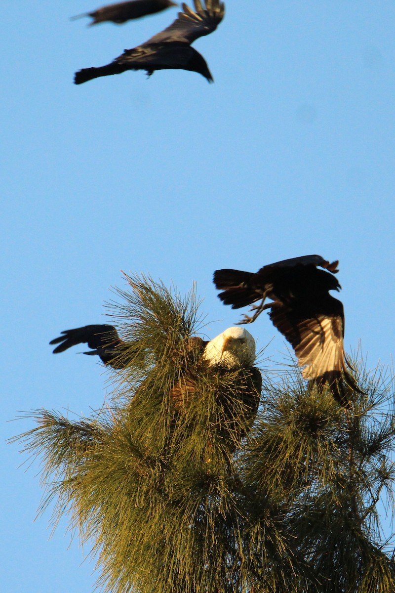 Bald Eagle - ML646178443