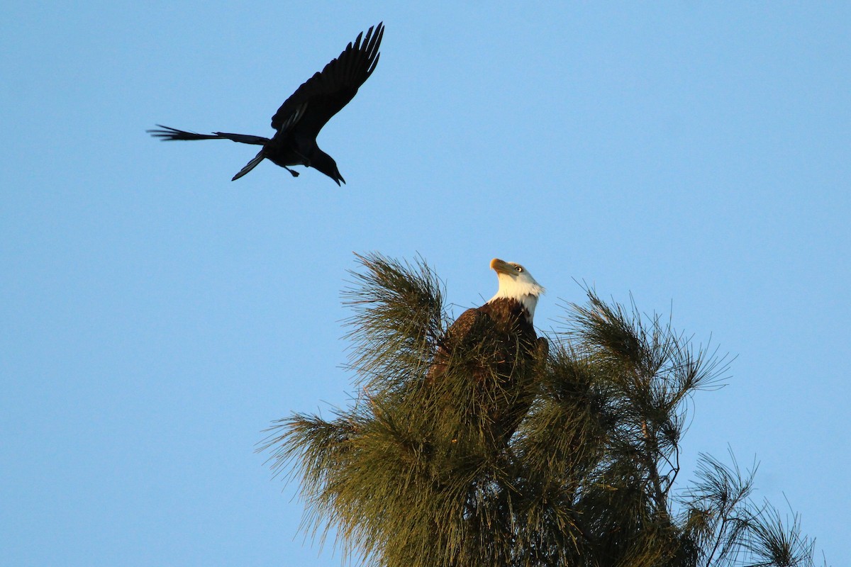 Bald Eagle - ML646178444