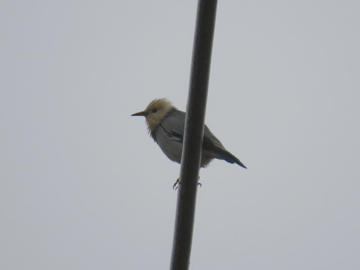 Red-billed Starling - ML646178462