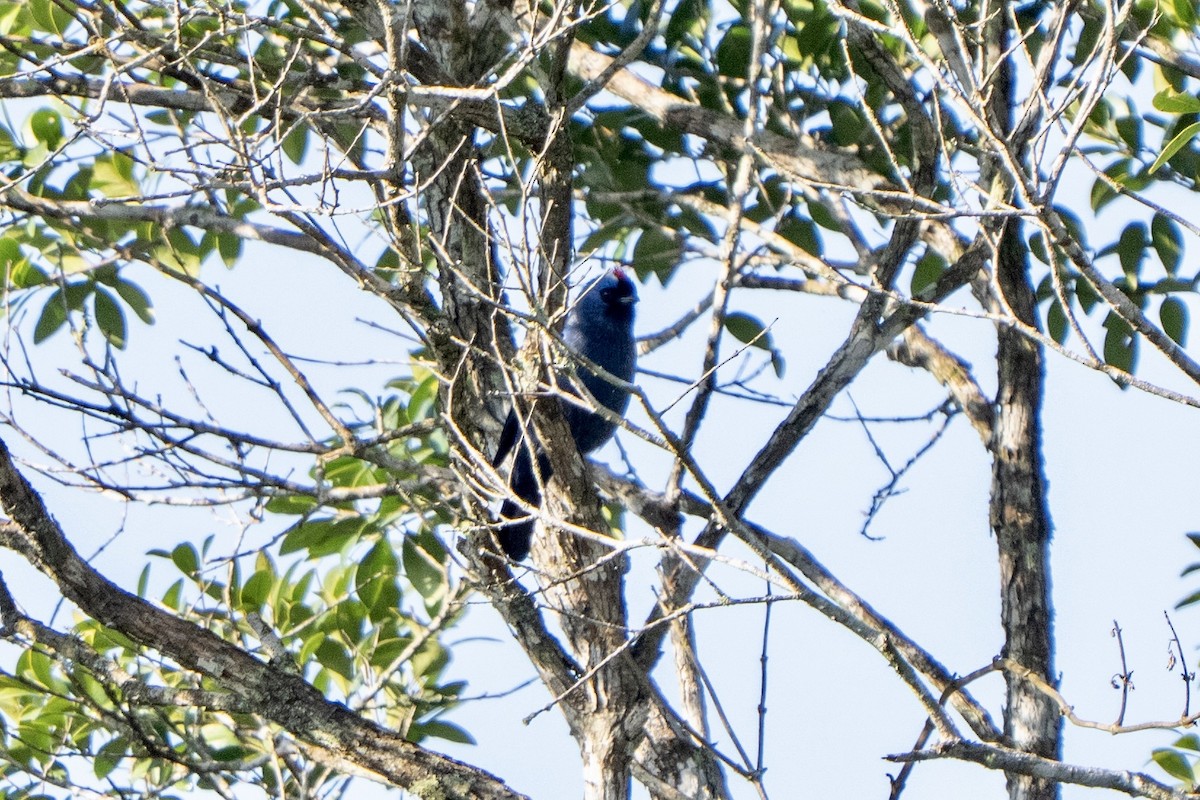 Diademed Tanager - ML646178463