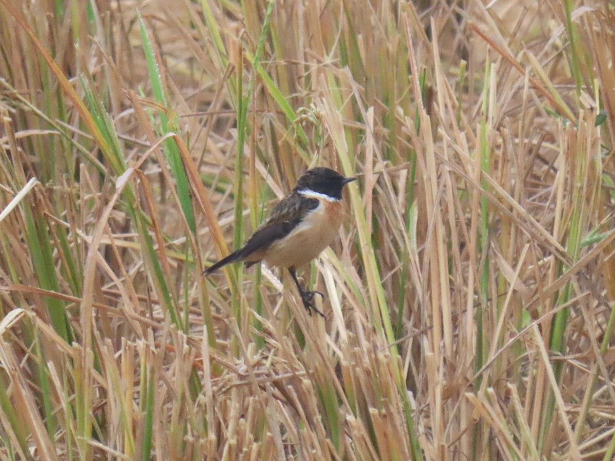 Amur Stonechat - ML646178469