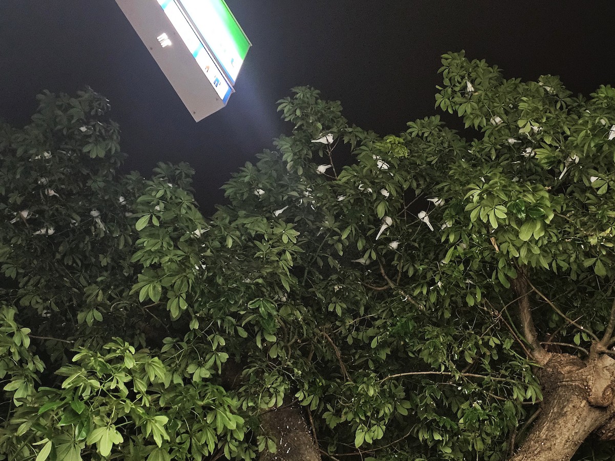 Ak Kuyruksallayan - ML646178470