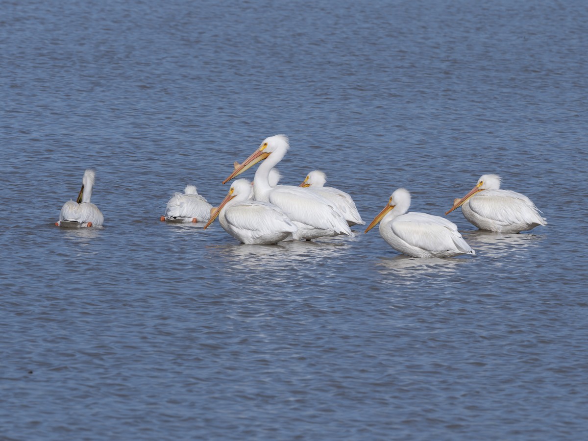 Amerika Pelikanı - ML646178486