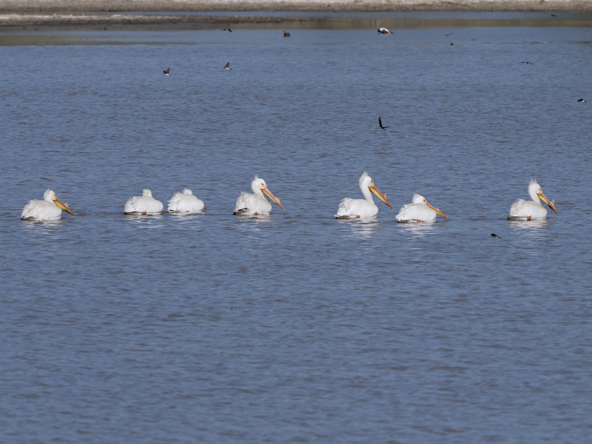 Amerika Pelikanı - ML646178487