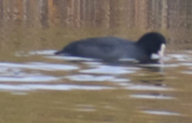 Sakarmeke - ML646178491