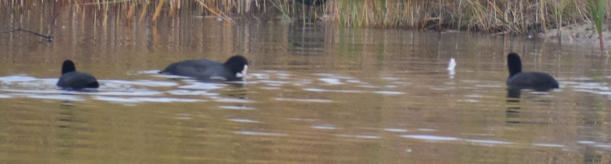 Sakarmeke - ML646178492