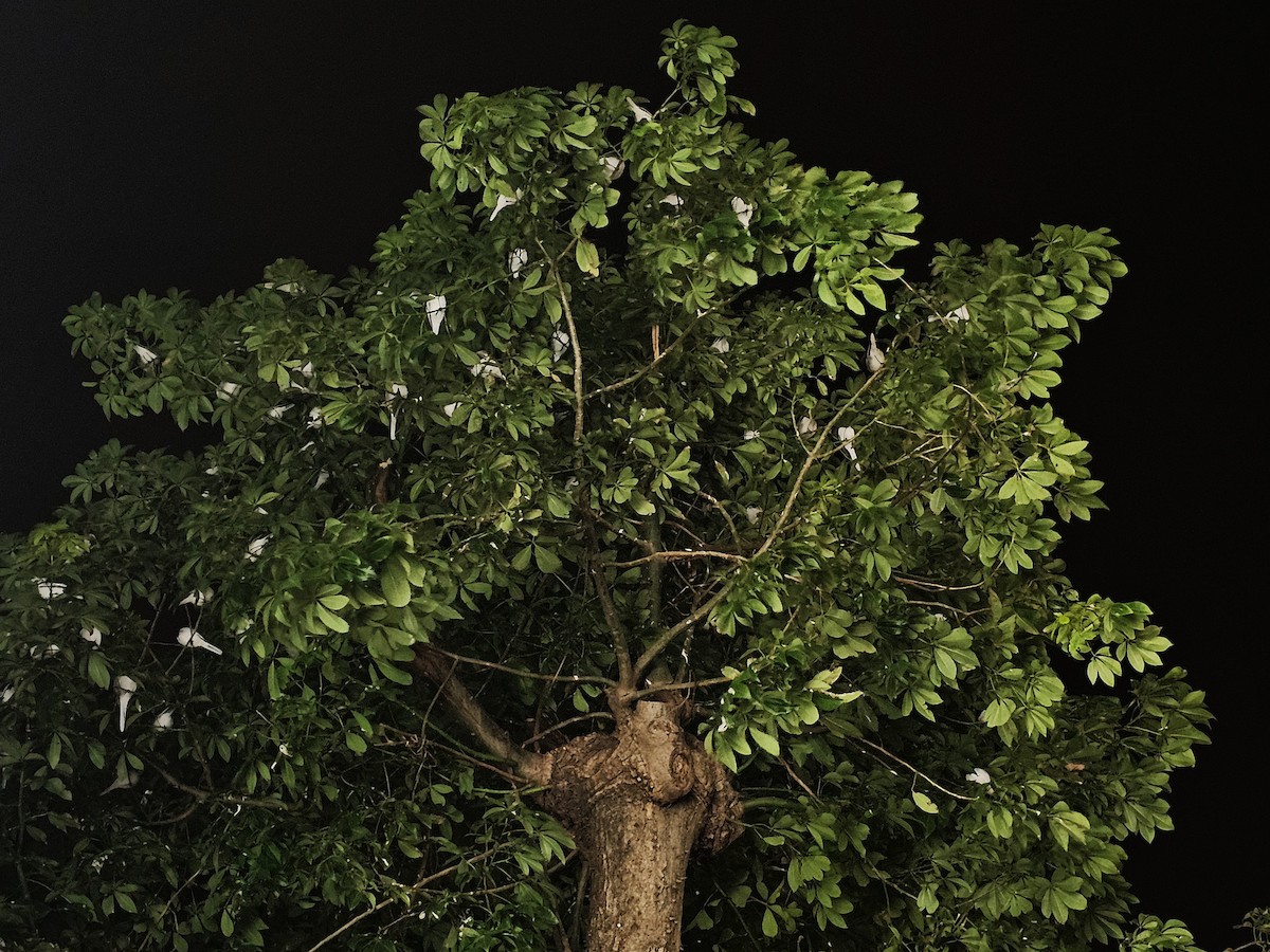 Ak Kuyruksallayan - ML646178493