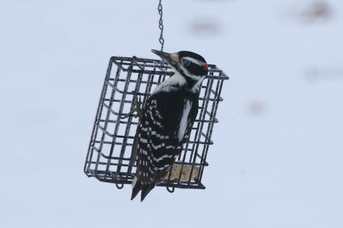 Sert Tüylü Ağaçkakan - ML646178494