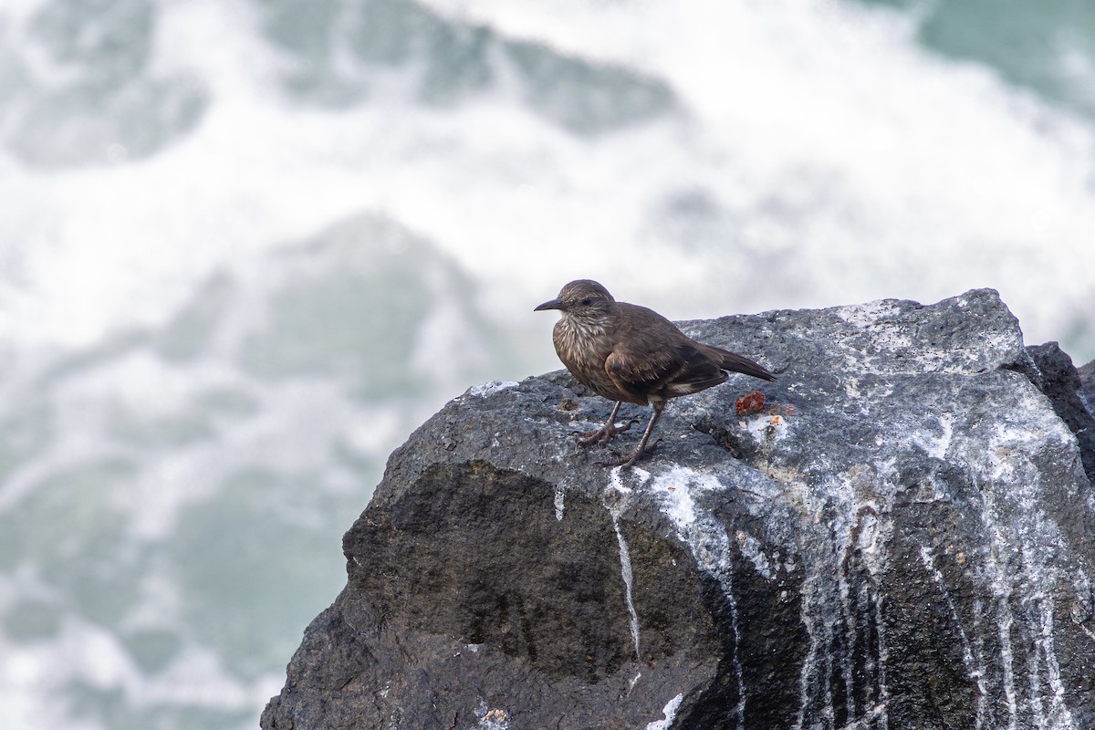 Peru Sahil Sinklotu - ML646178495
