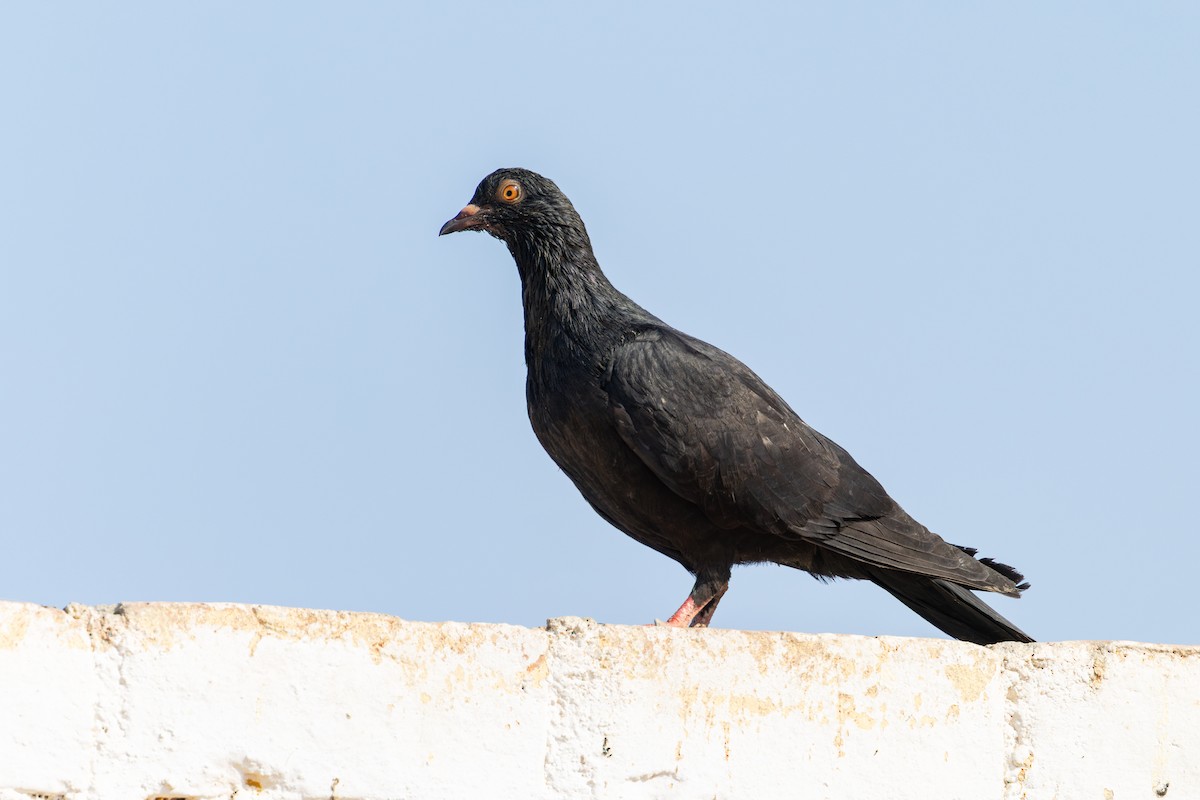 Kaya Güvercini (evcil tip) - ML646178500