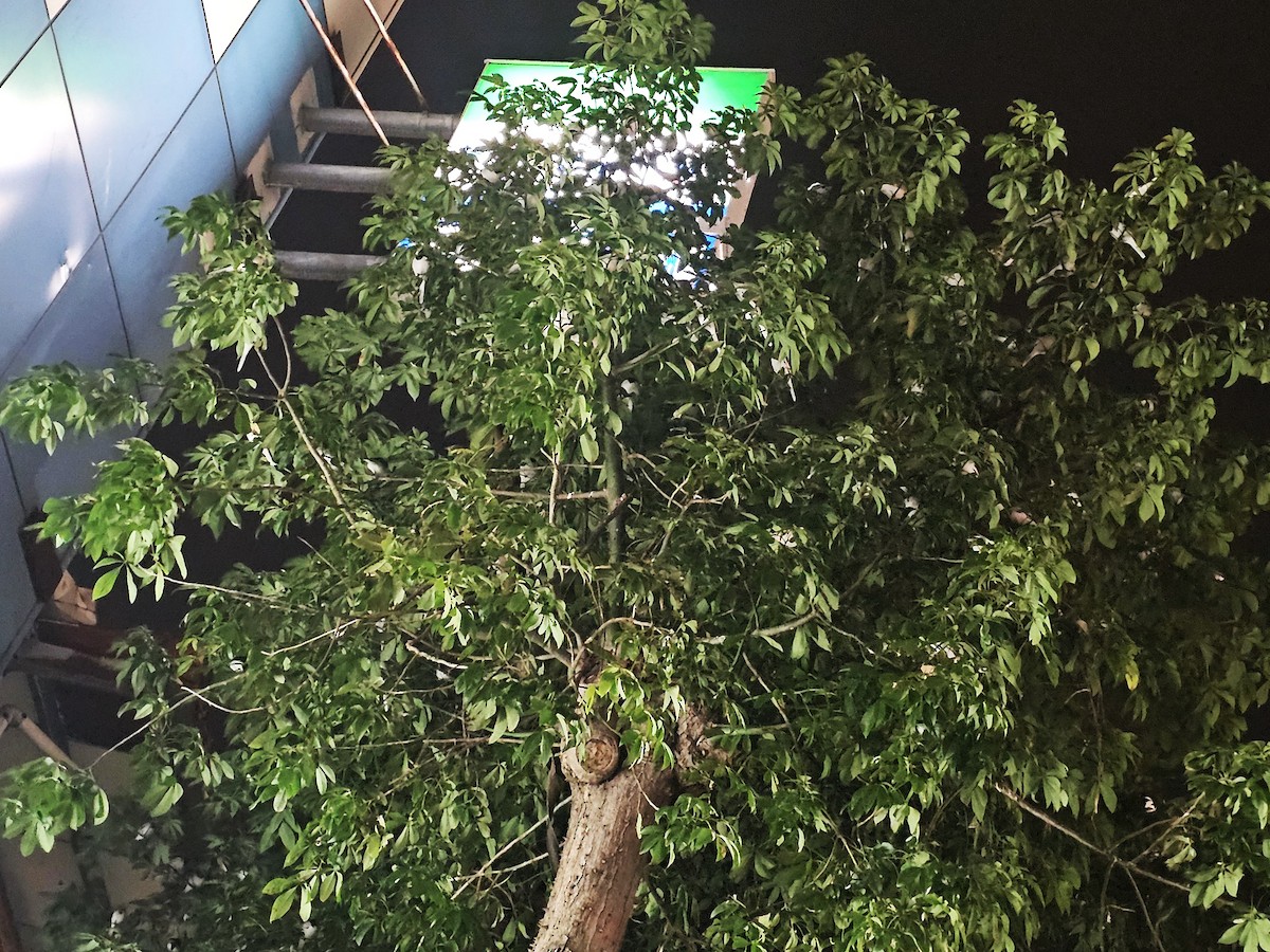 Ak Kuyruksallayan - ML646178501