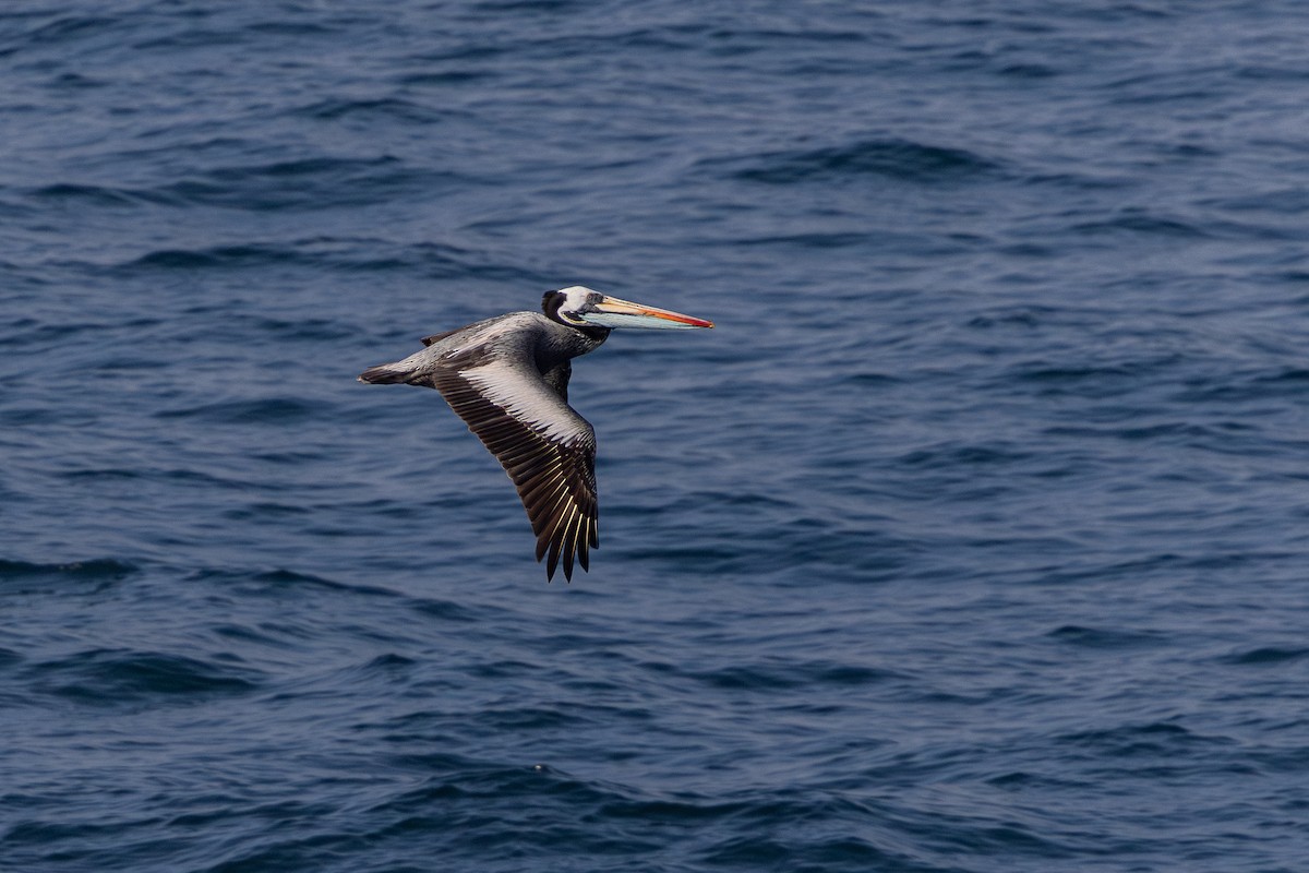 Peru Pelikanı - ML646178503