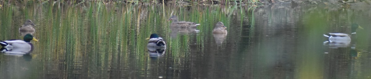 Yeşilbaş - ML646178504