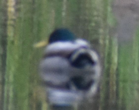 Yeşilbaş - ML646178505