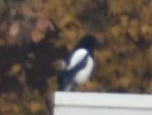 Saksağan - ML646178506