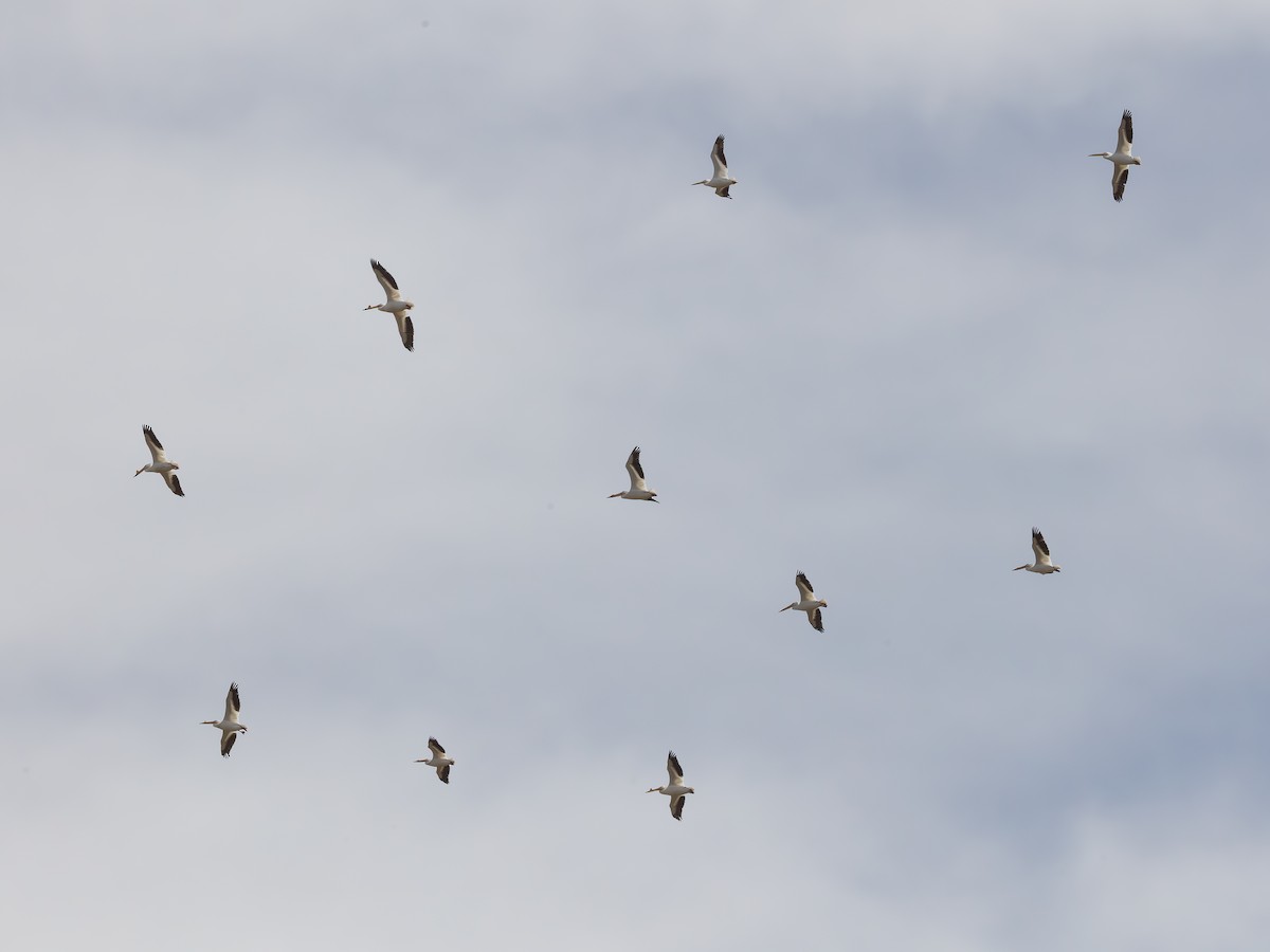 Amerika Pelikanı - ML646178507