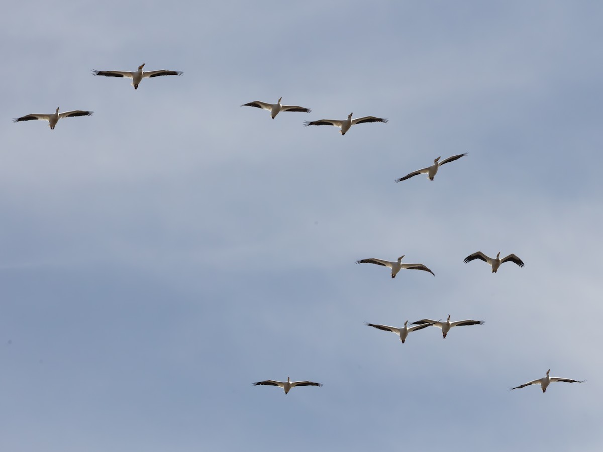 Amerika Pelikanı - ML646178508