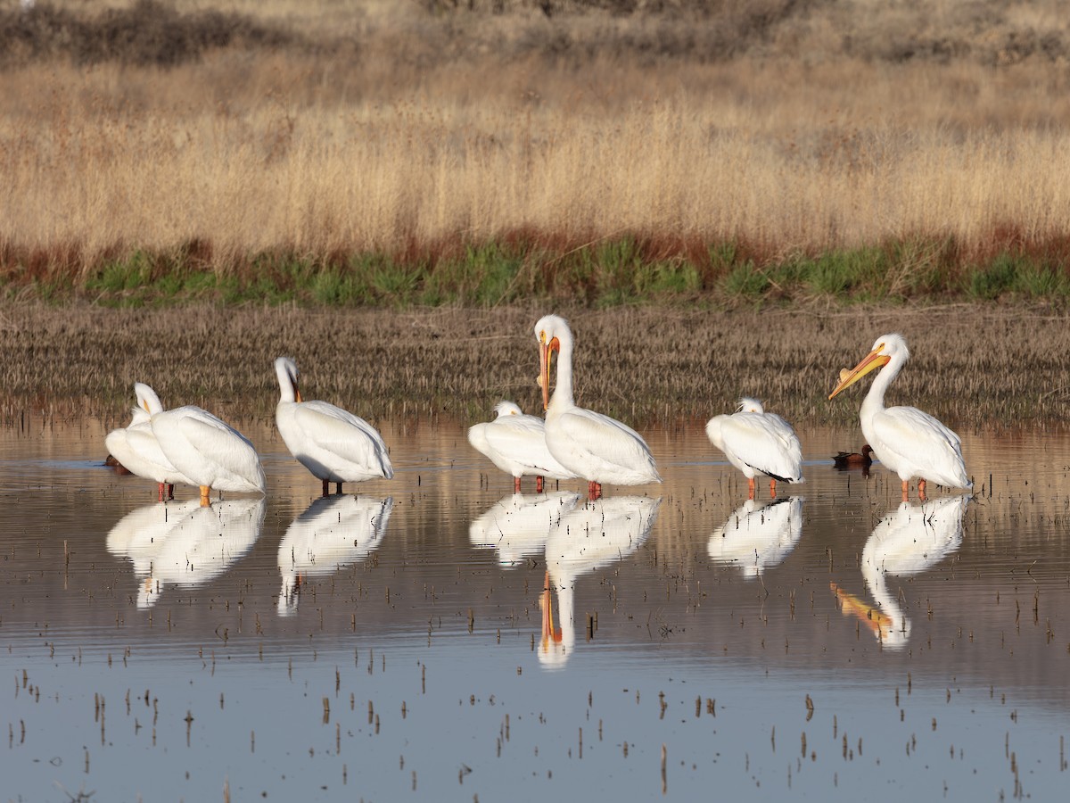 Amerika Pelikanı - ML646178509